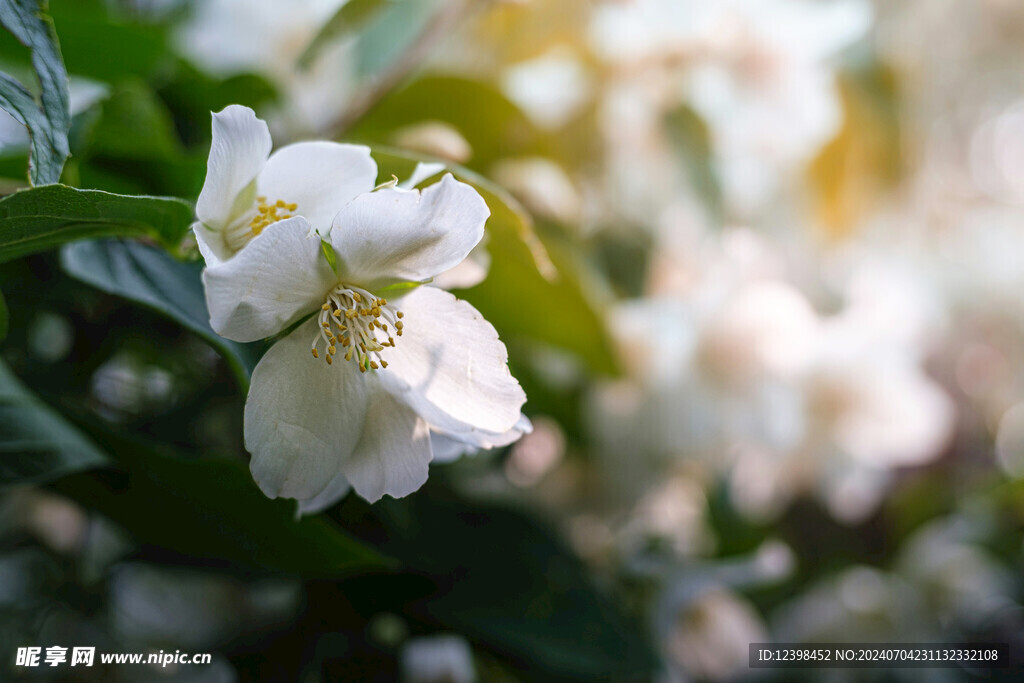 茉莉花