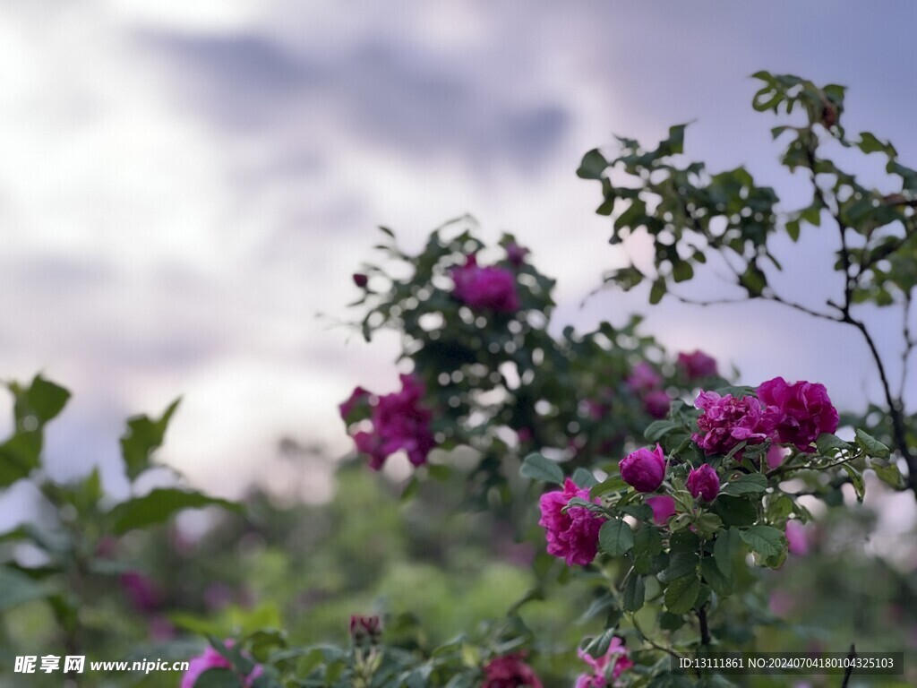 高山玫瑰花