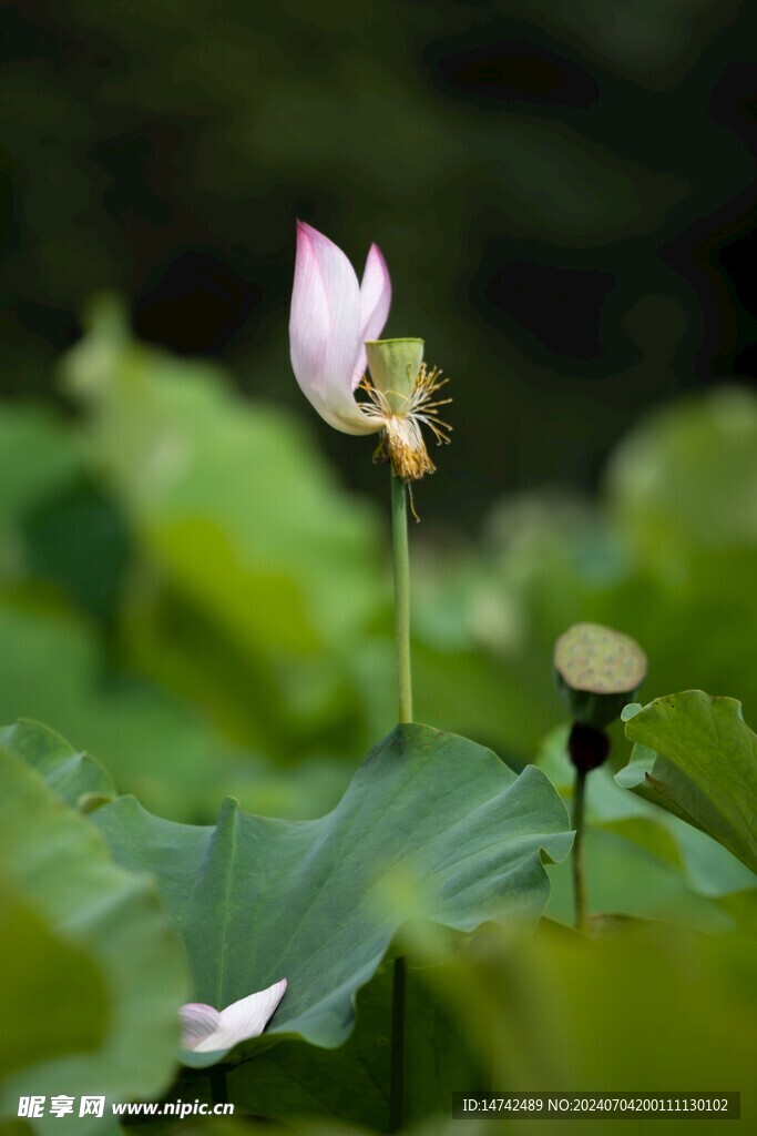 荷花