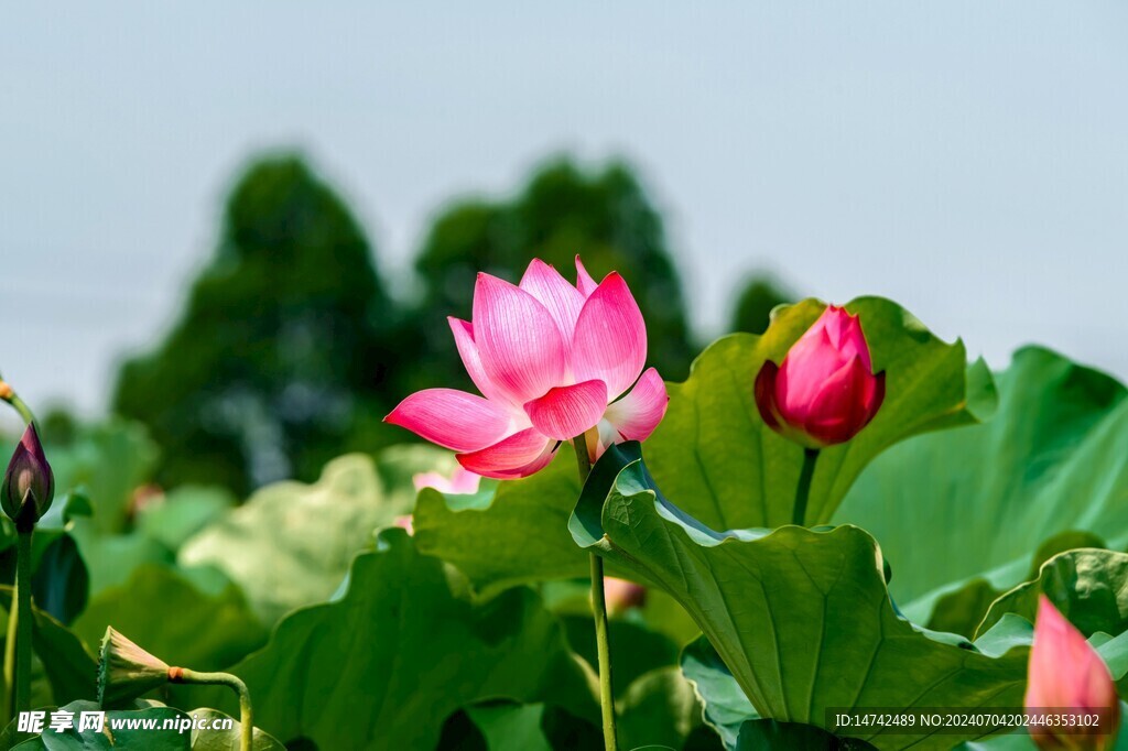 荷花