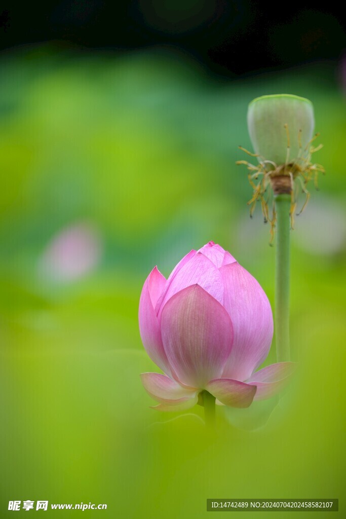 荷花