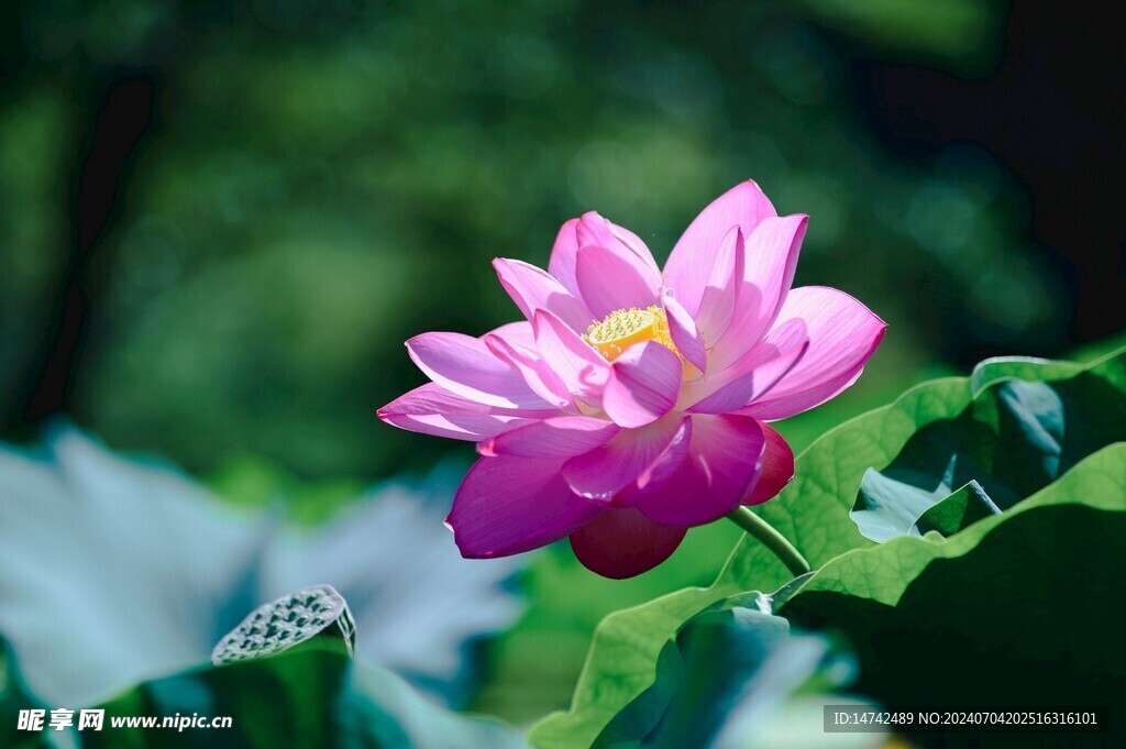 荷花 