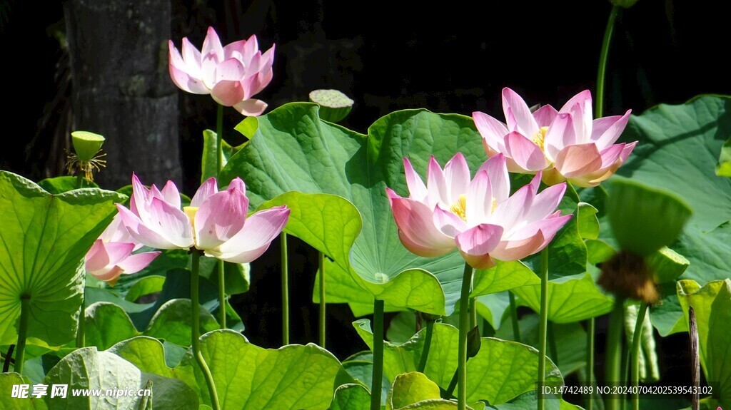 荷花 