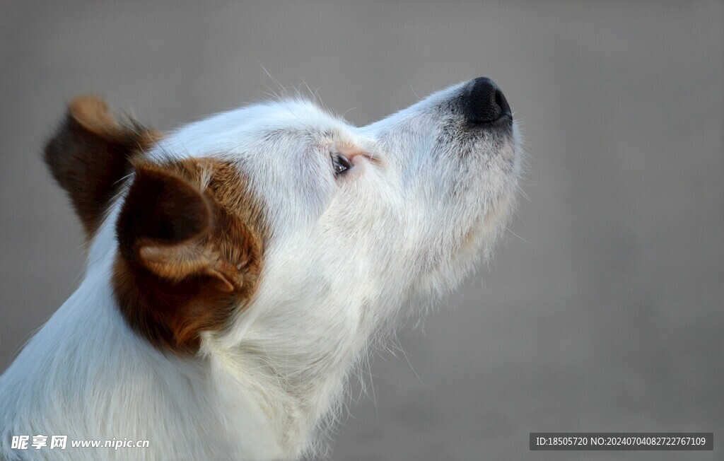 家养犬