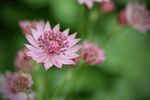 伞花