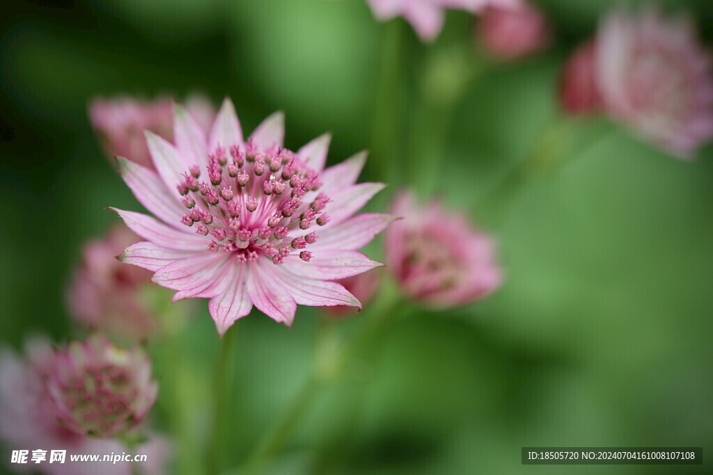 伞花