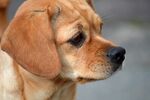 狗