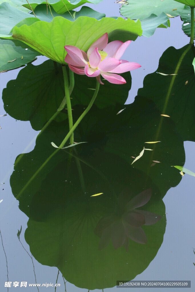荷花荷叶 