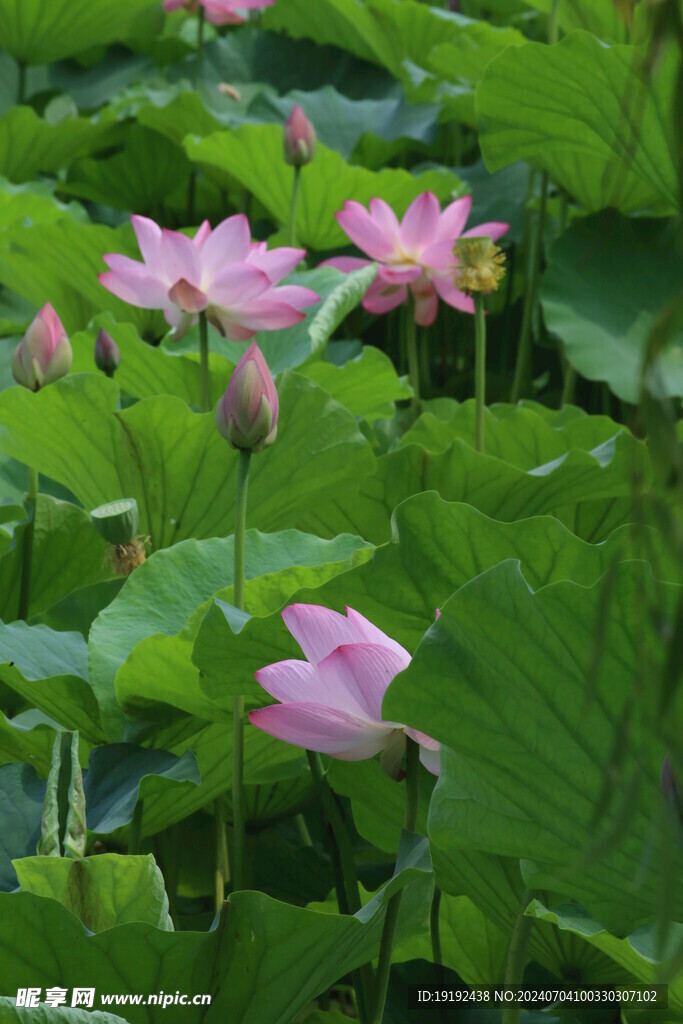 荷花荷叶 