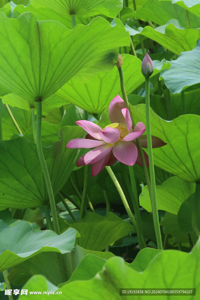 荷花荷叶 