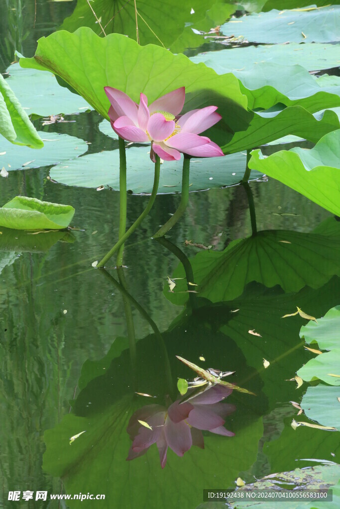 荷花荷叶 