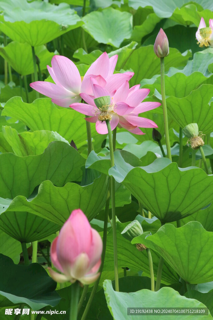 荷花荷叶  