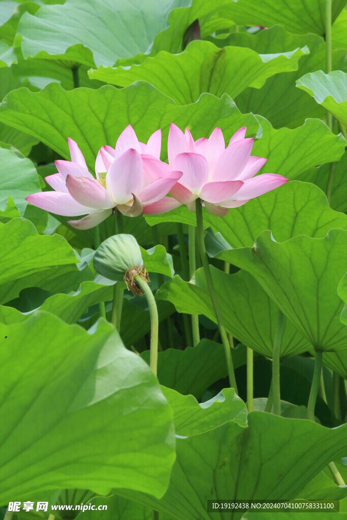 荷花荷叶 