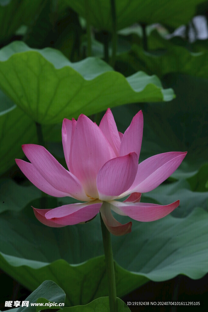 荷花荷叶  