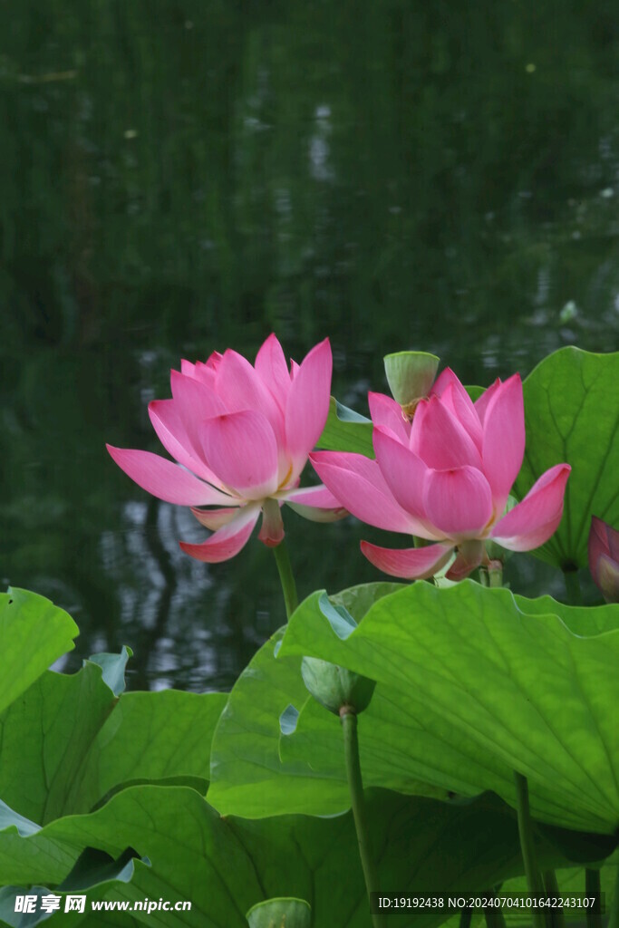 荷花荷叶 