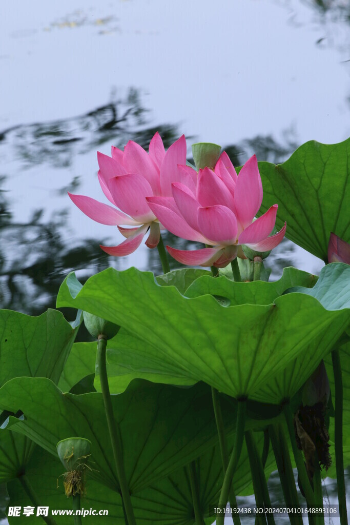 荷花荷叶  