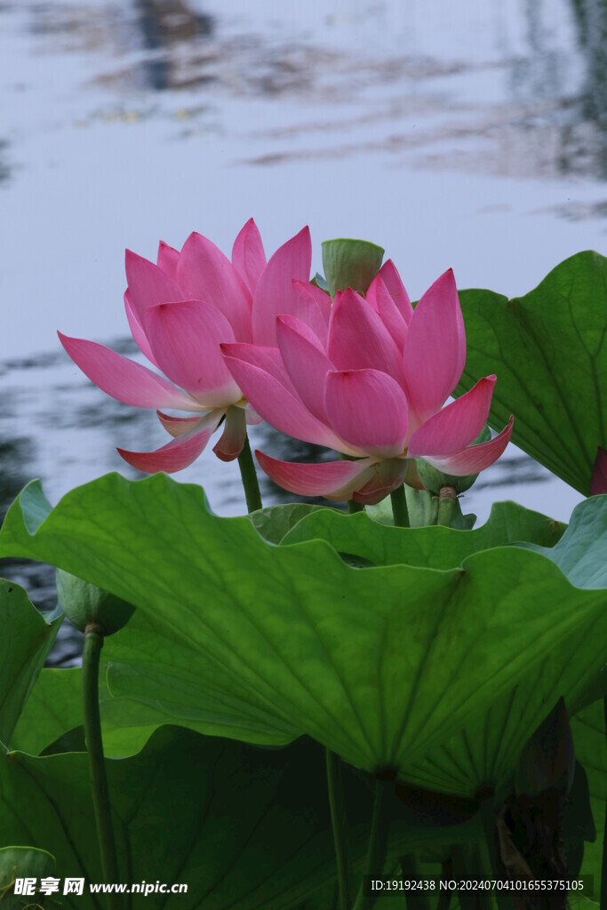 荷花荷叶  