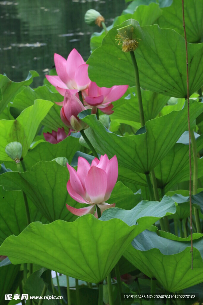 荷花荷叶 