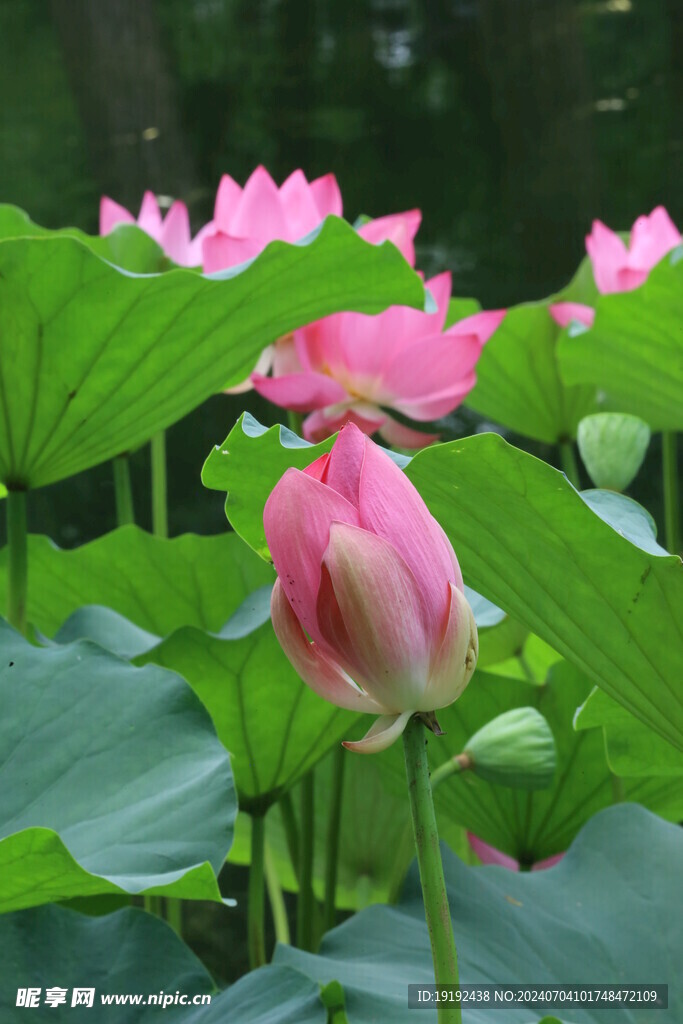 荷花荷叶 