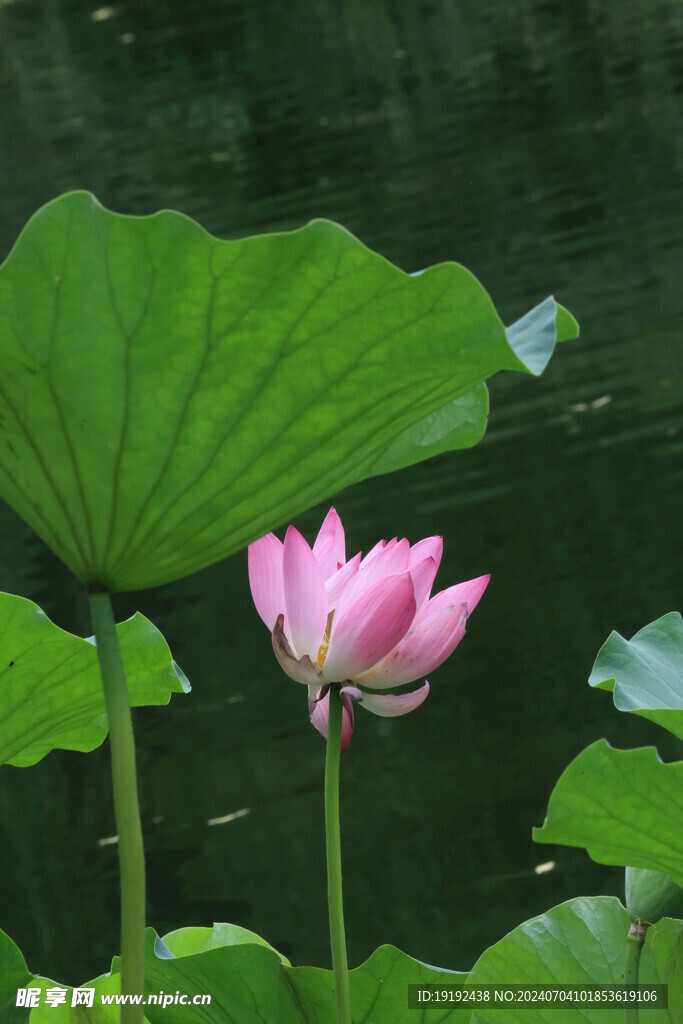 荷花荷叶  