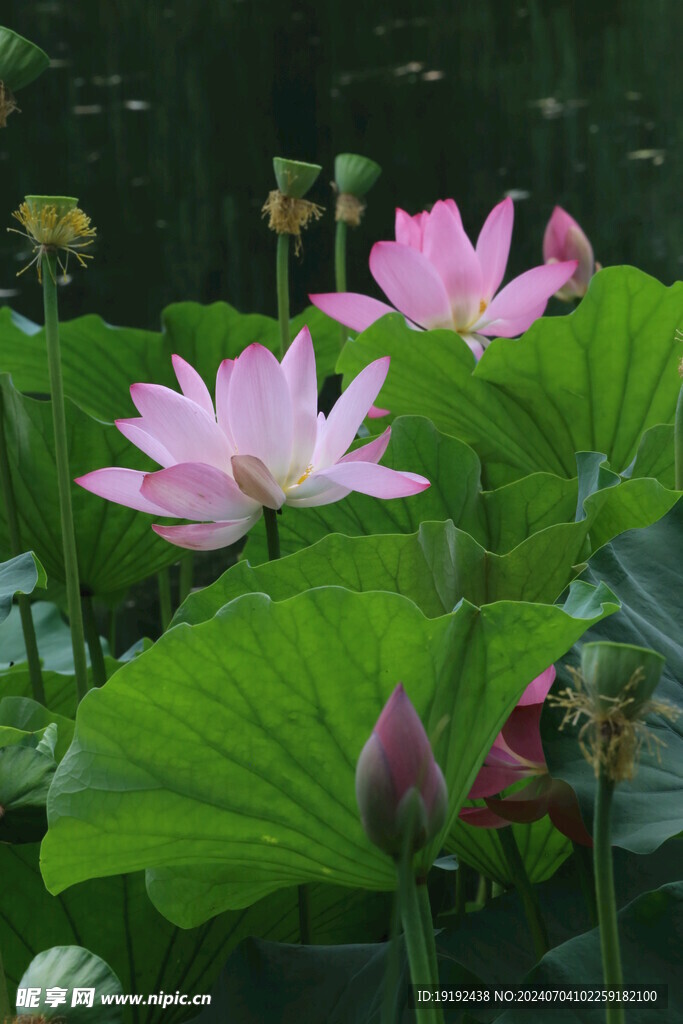 荷花荷叶  