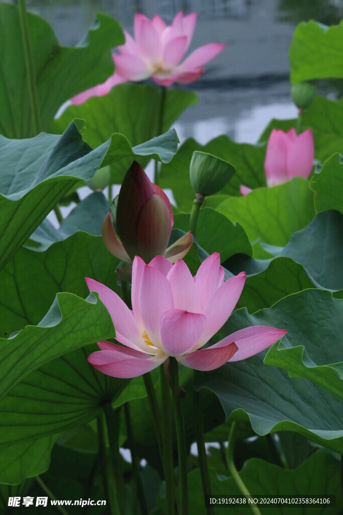 荷花荷叶 