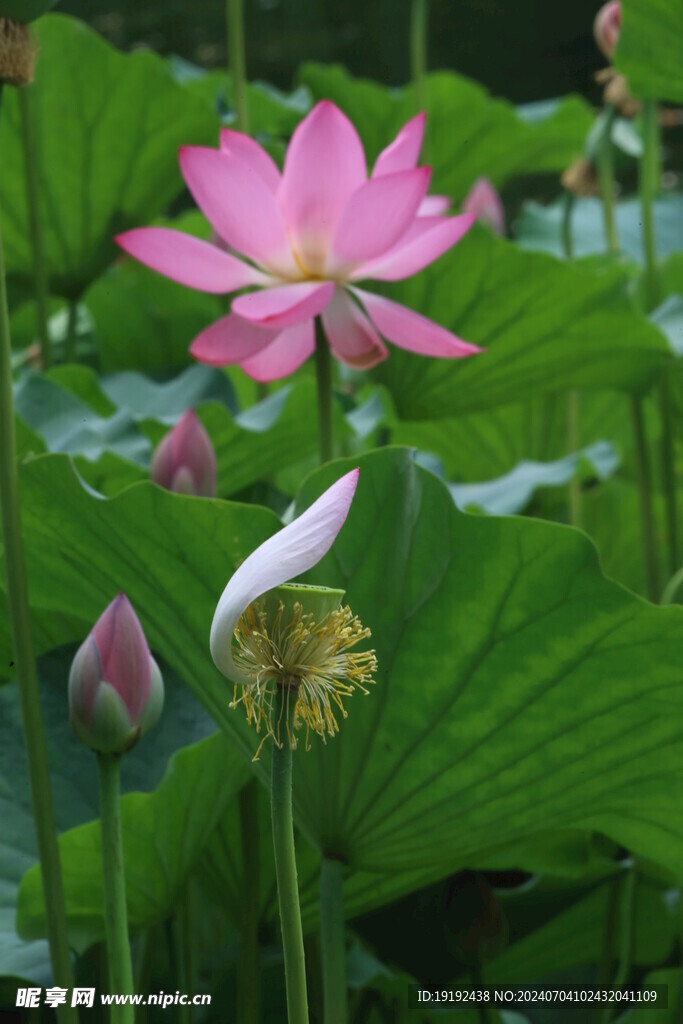 荷花荷叶  