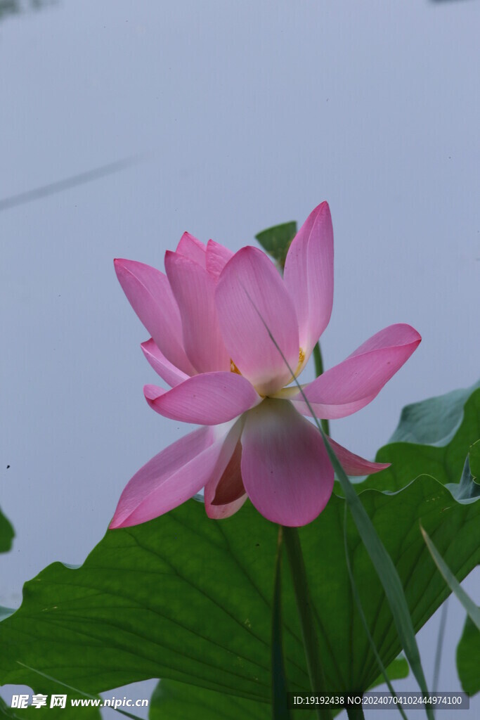 荷花荷叶  