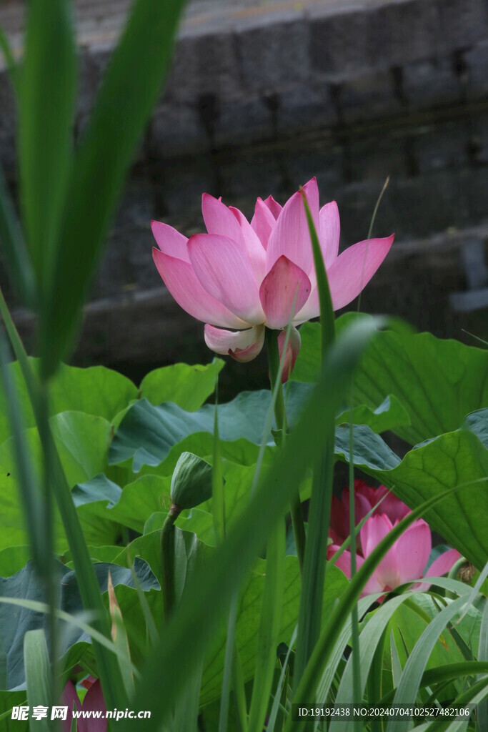 荷花荷叶  