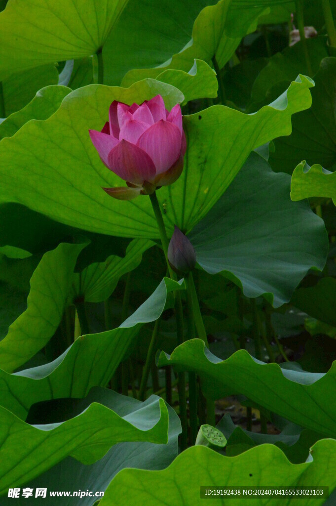 荷花荷叶  