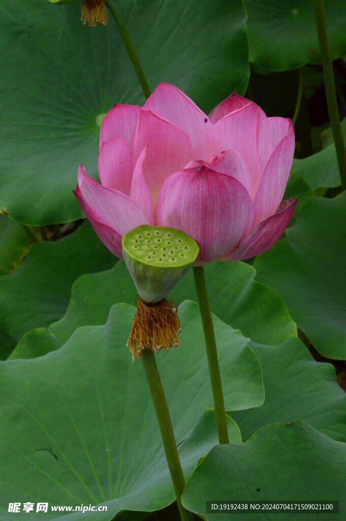 荷花荷叶 