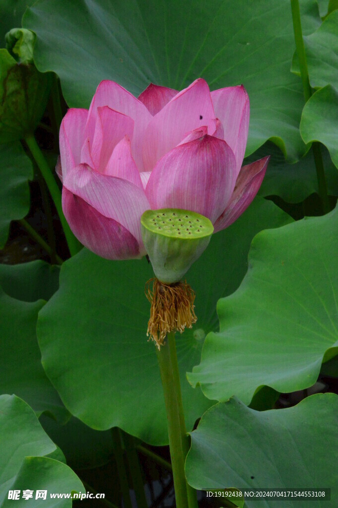 荷花荷叶  