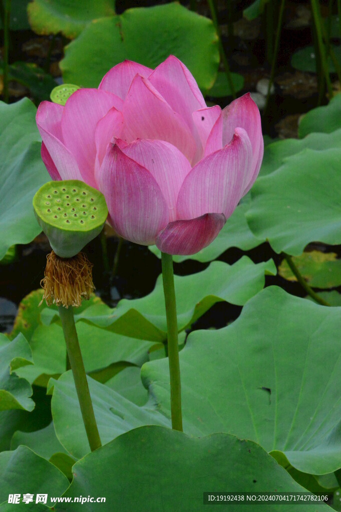 荷花荷叶 