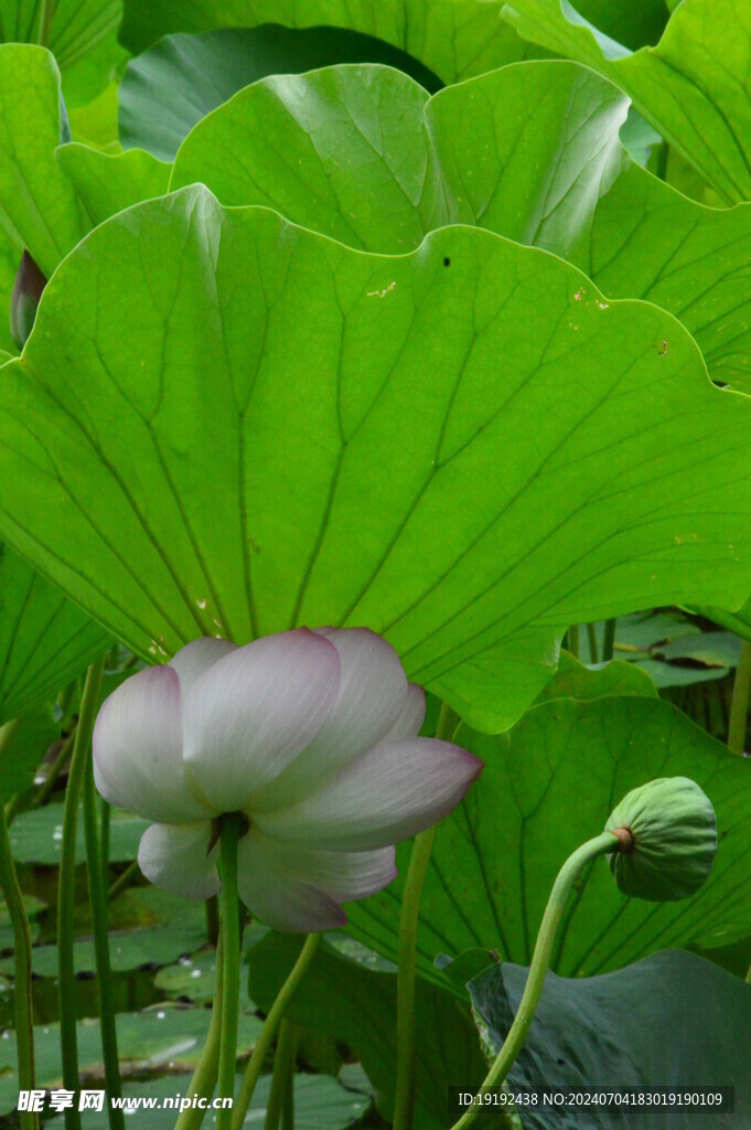 荷花荷叶  