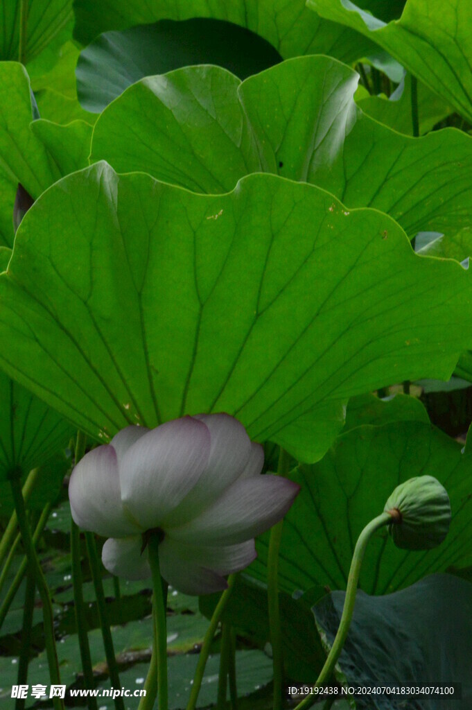 荷花荷叶 