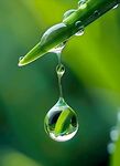露水