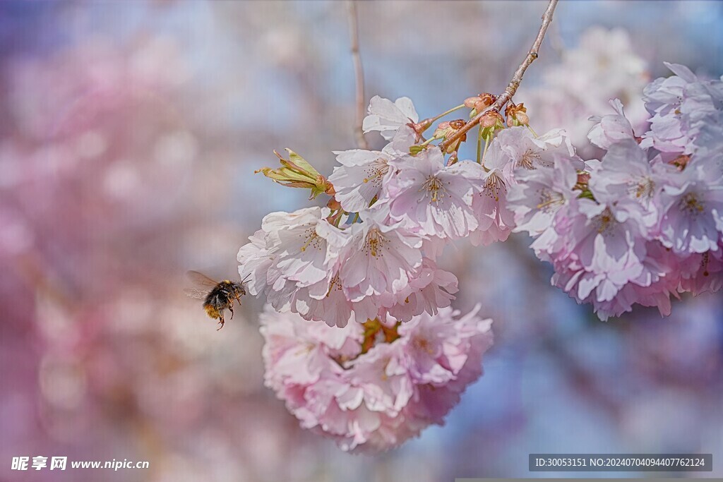 樱花