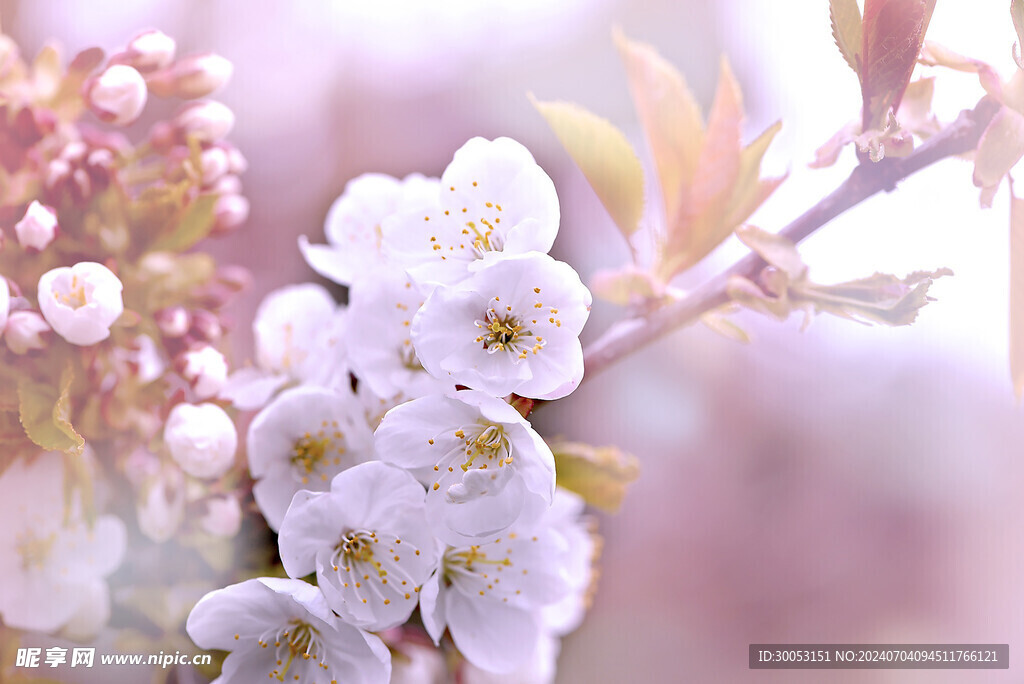 樱花