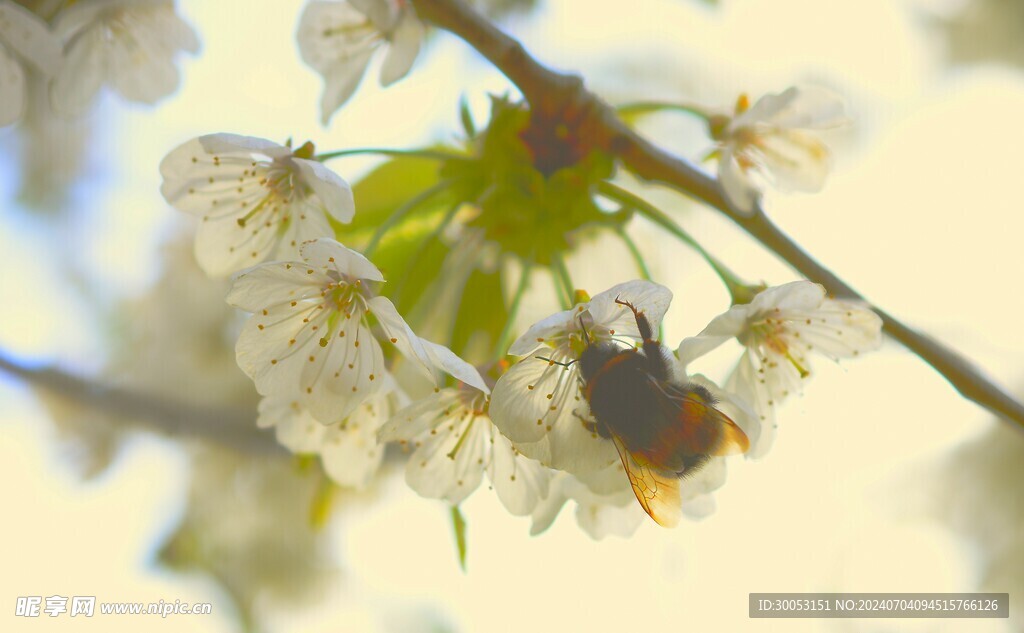 樱花