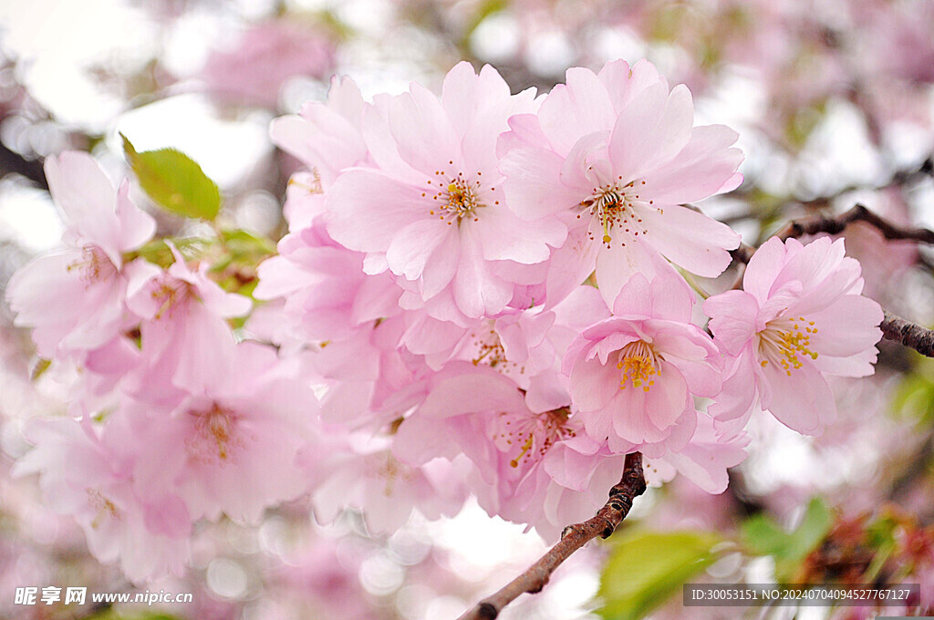 樱花