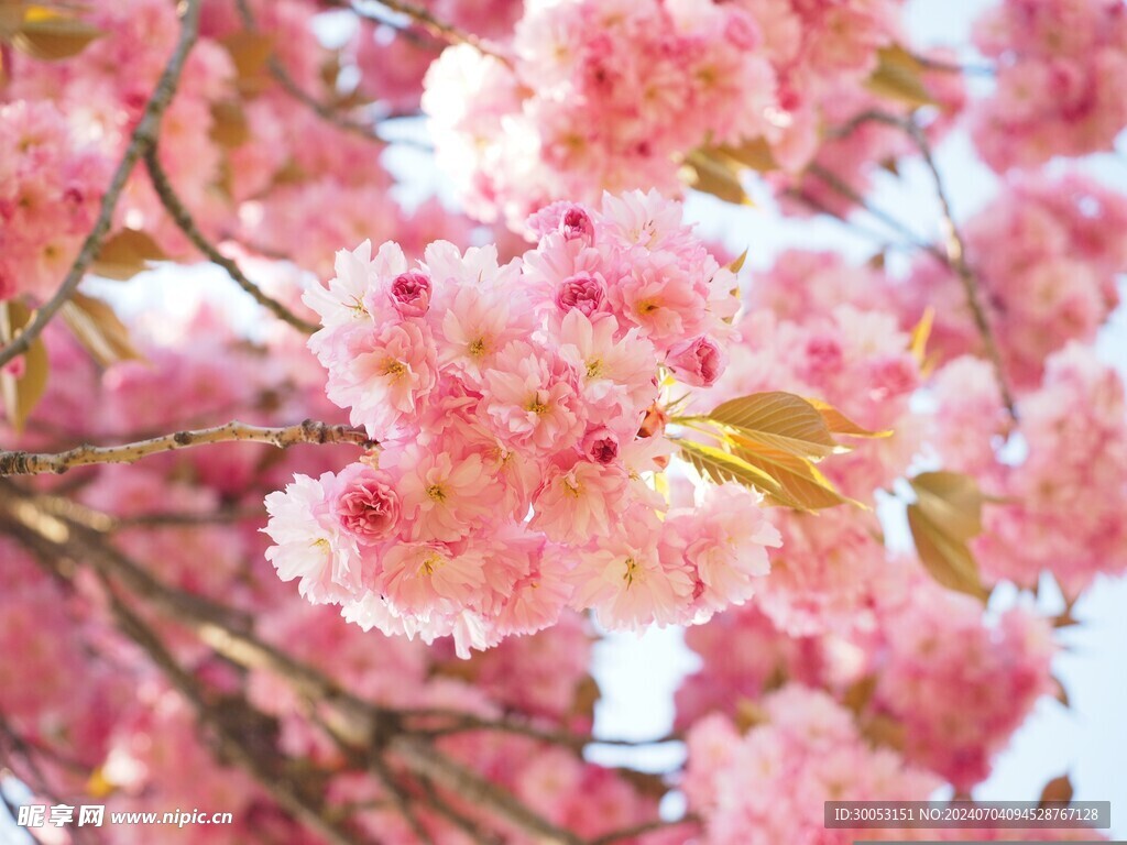 樱花