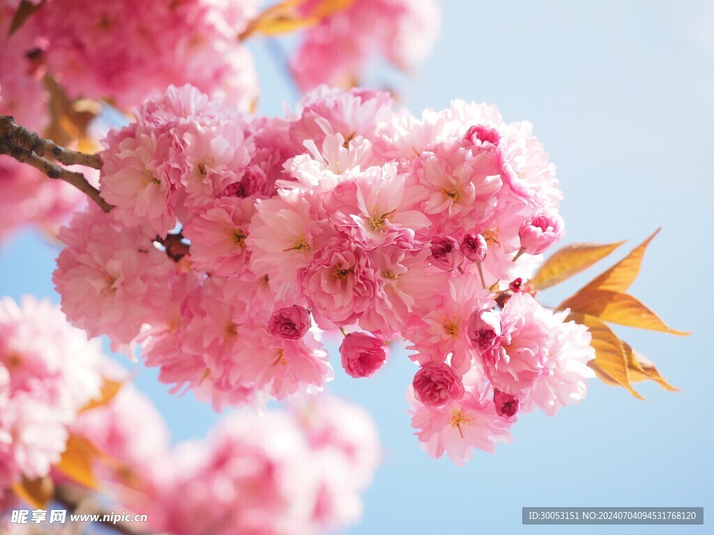 樱花