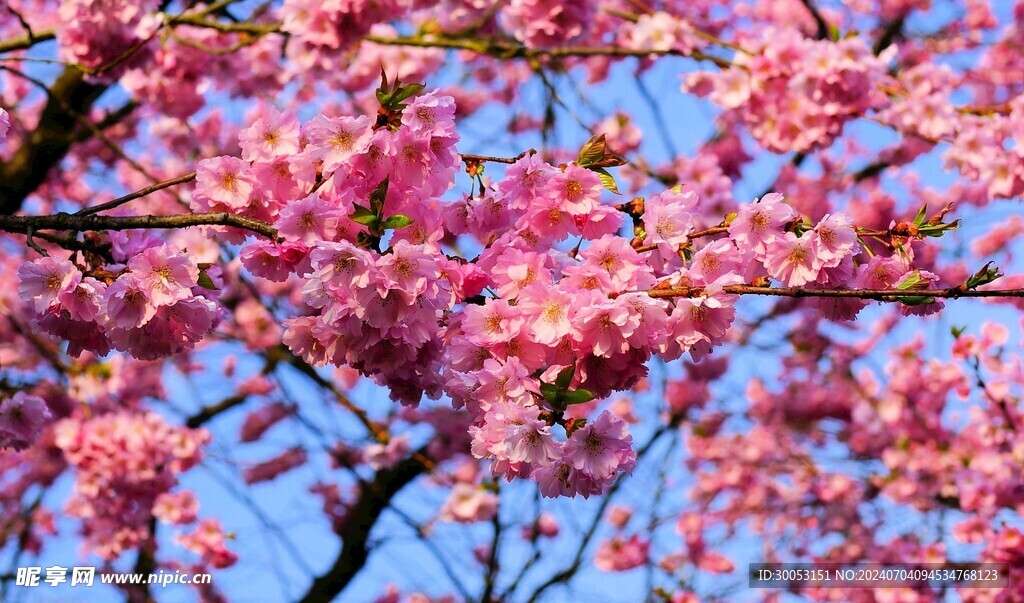 樱花