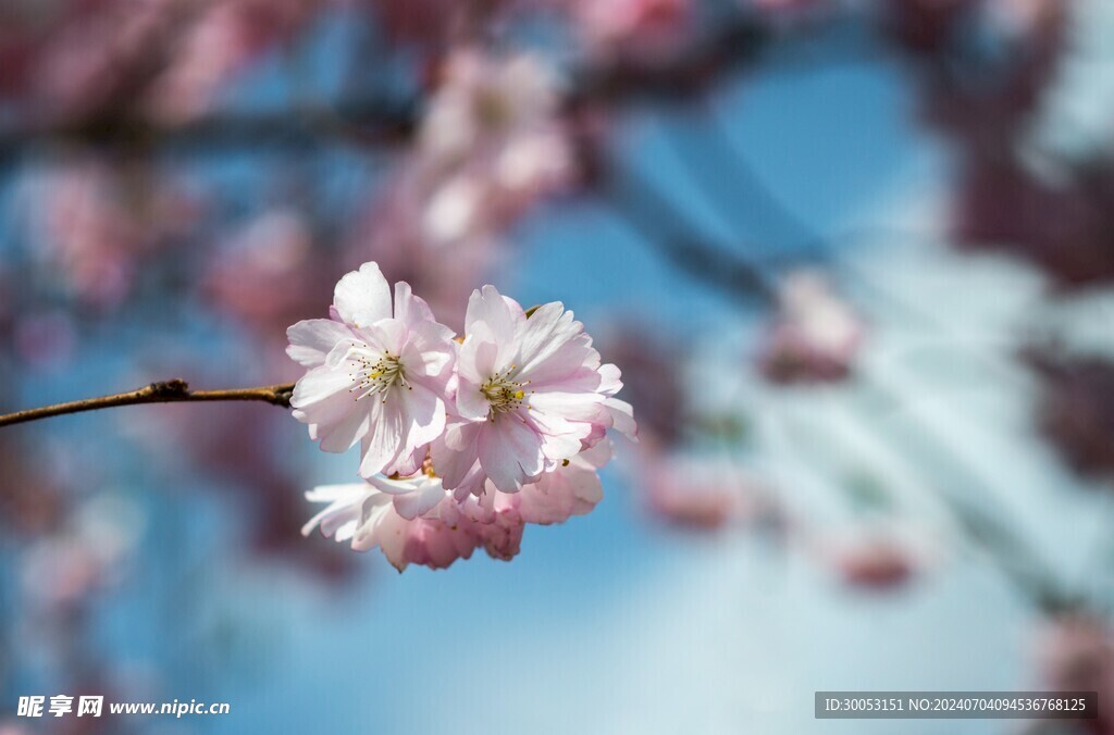 樱花