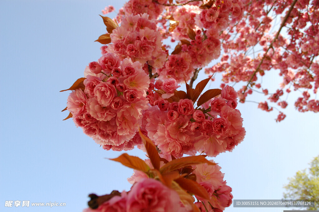 樱花