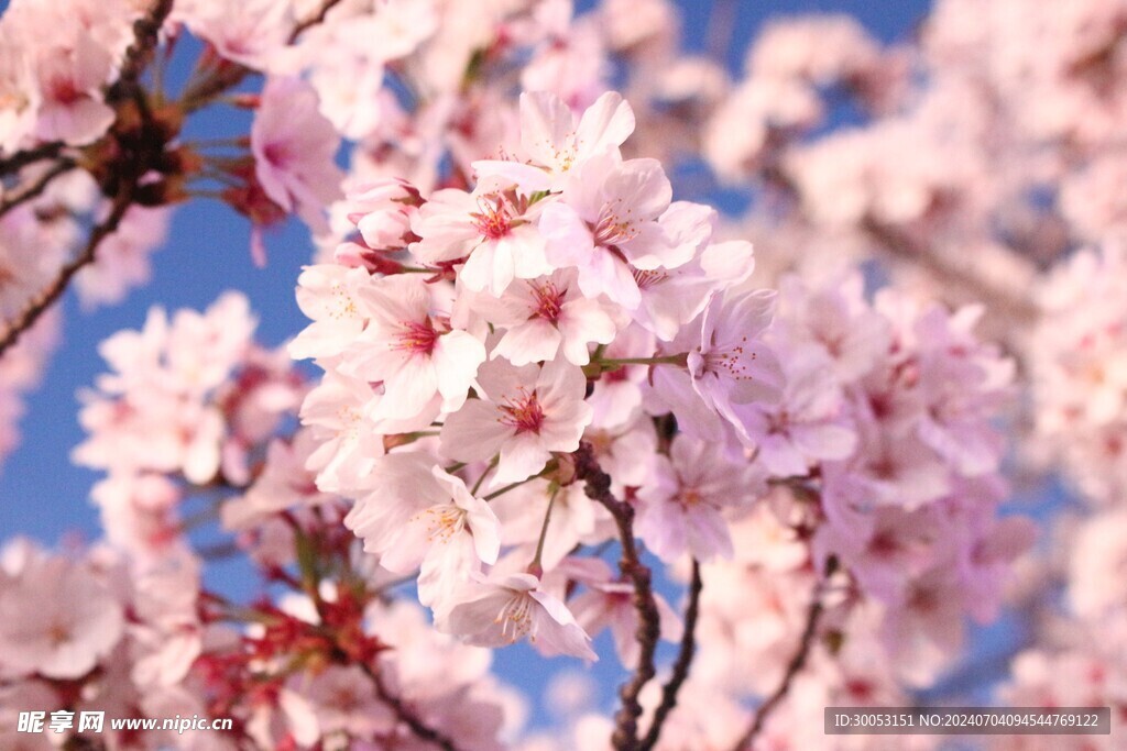 樱花