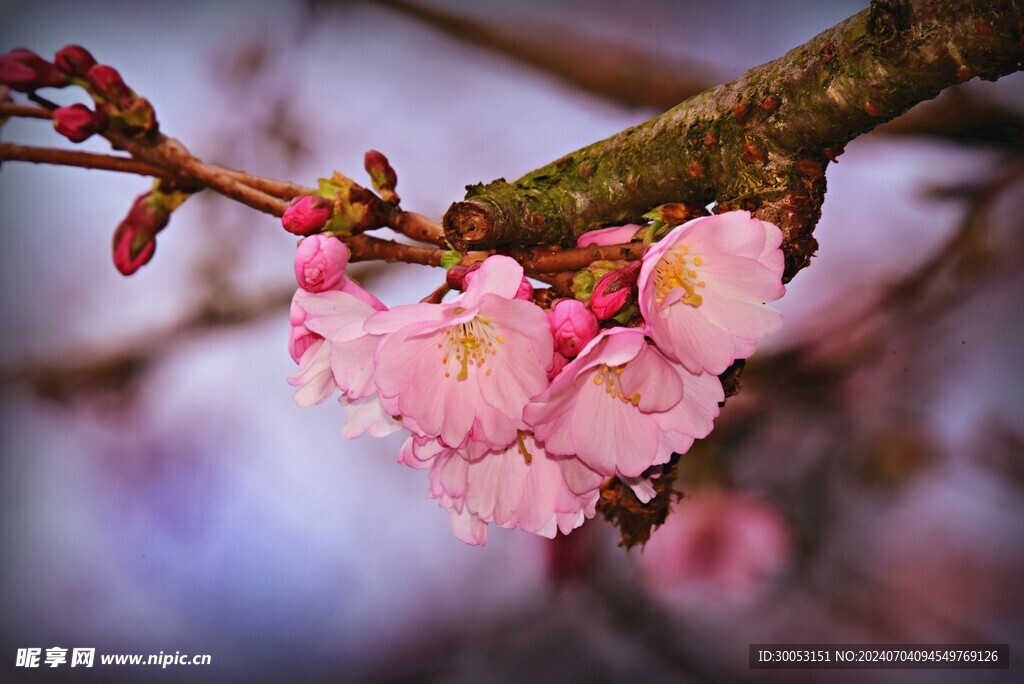 樱花