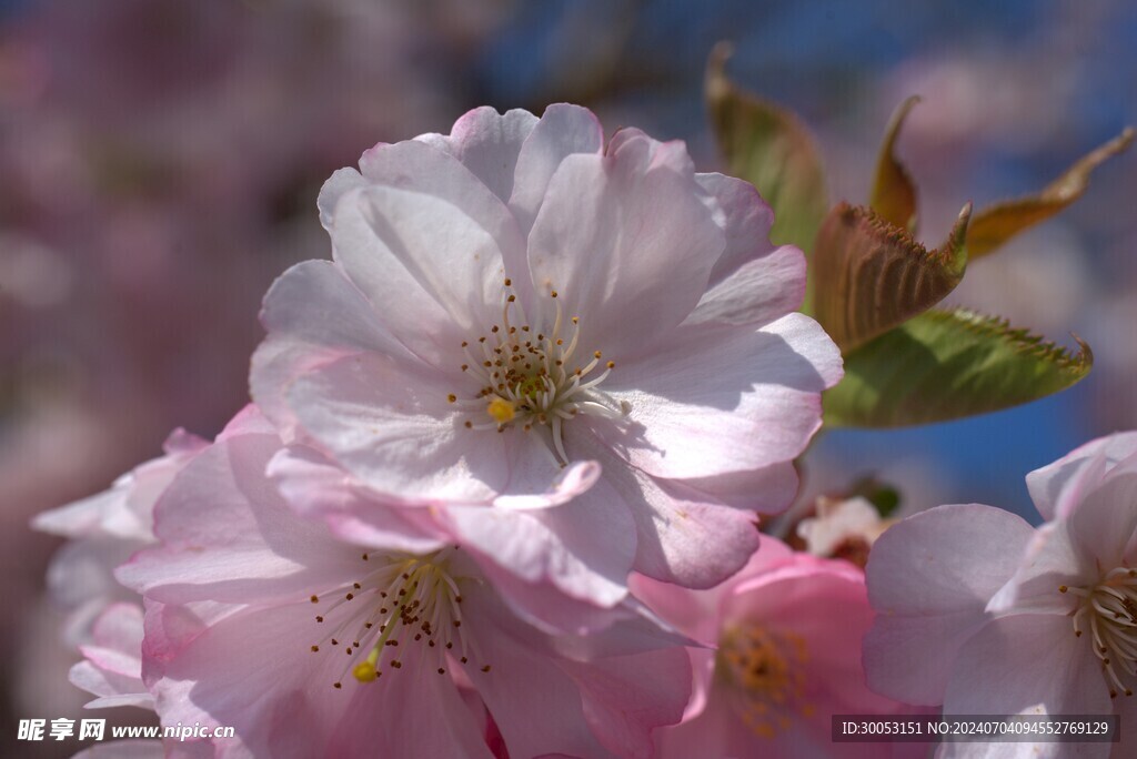 樱花