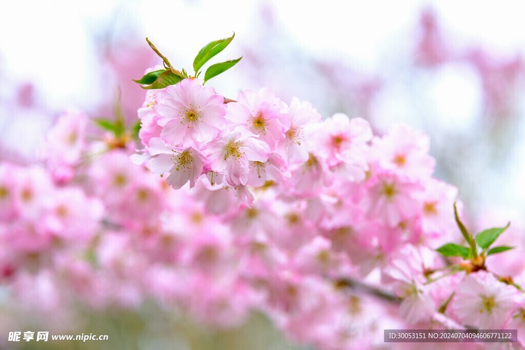 樱花