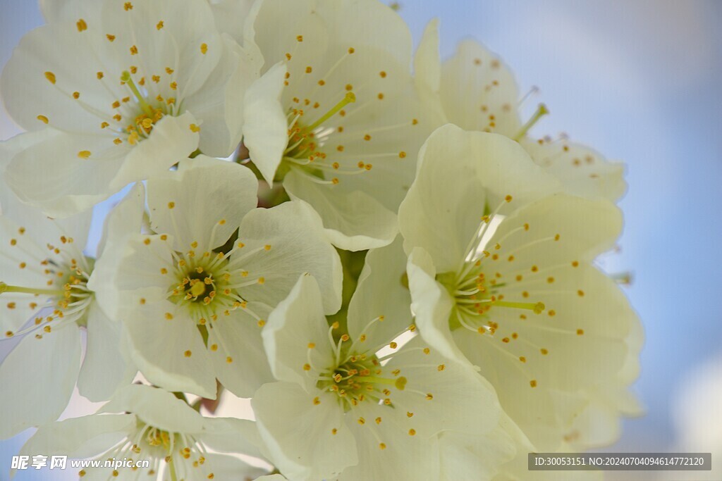 樱花